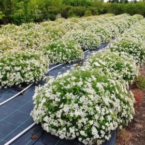 Gyöngyvessző (Spiraea decumbens)