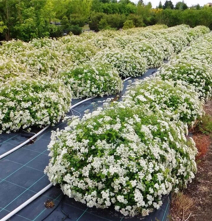 Gyöngyvessző (Spiraea decumbens)