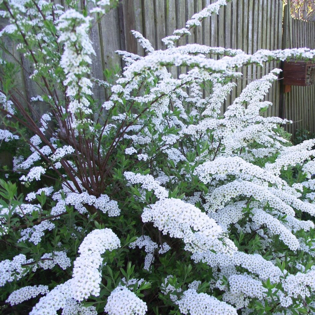 Hamvas gyöngyvessző (Spiraea cinerea 'Grefsheim')