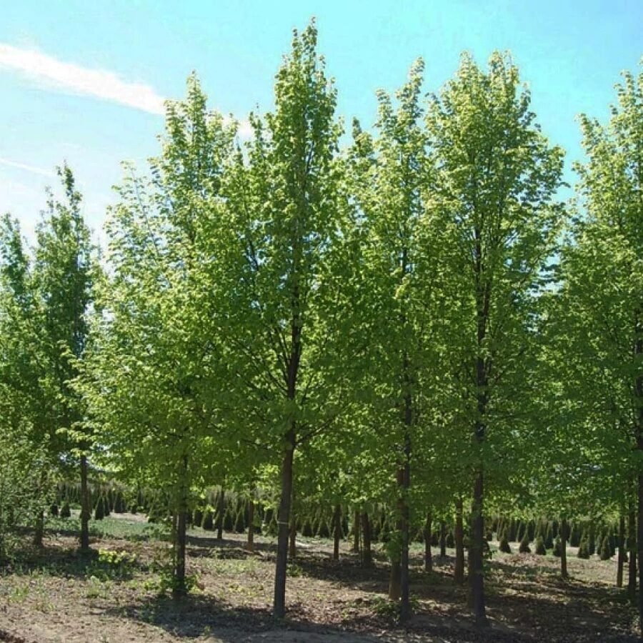 Hárs (Tilia 'Szent István')