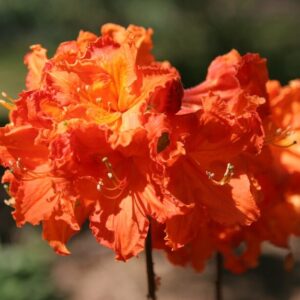 Havasszépe (Azalea karmesina 'Royal Command')
