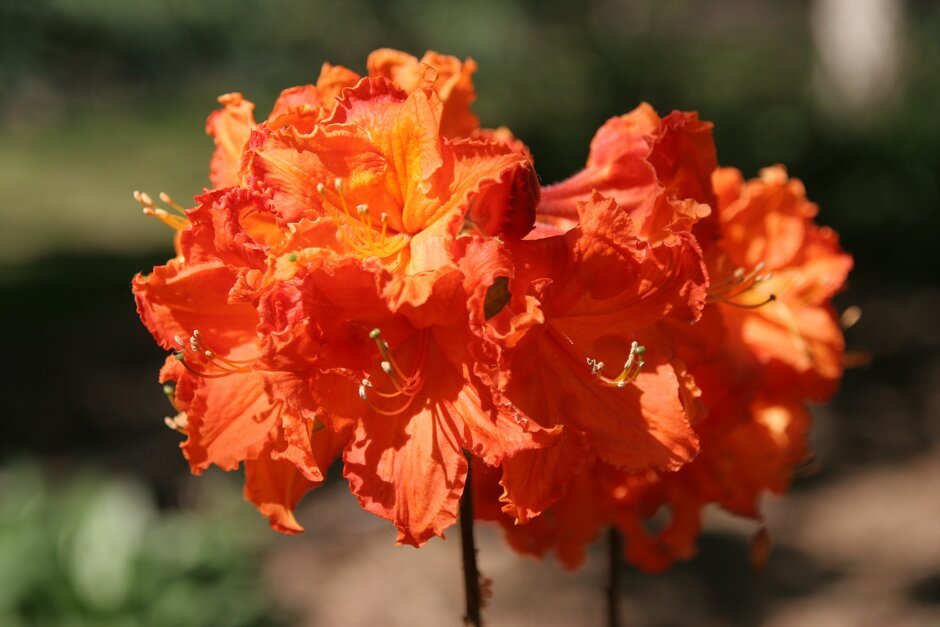 Havasszépe (Azalea karmesina 'Royal Command')