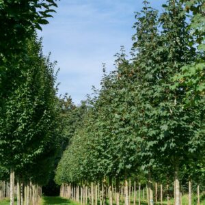 Hegyi juhar (Acer pseudoplatanus 'Bruchem')