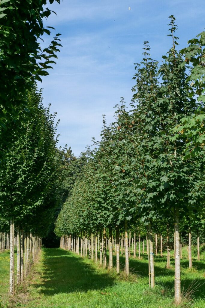 Hegyi juhar (Acer pseudoplatanus 'Bruchem')