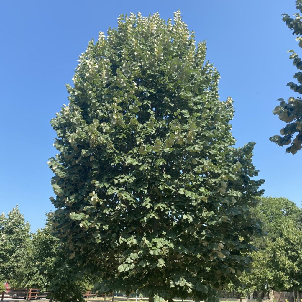 Henry hárs (Tilia henryana)