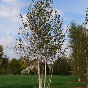 Himalájai nyír (Betula utilis 'Jacquemontii')