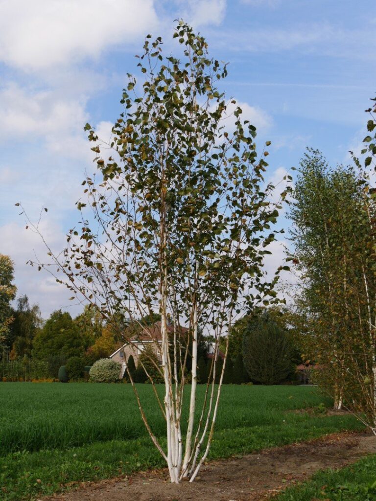 Himalájai nyír (Betula utilis 'Jacquemontii')