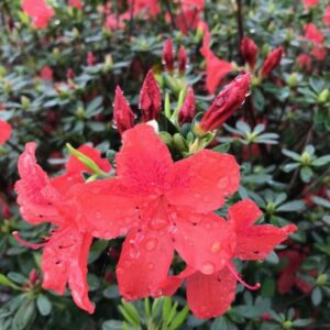 Japán azálea (Azalea japonica sp.)