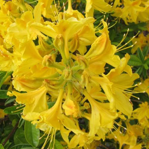 Japán azálea (Azalea kermesina 'Gold Topas')
