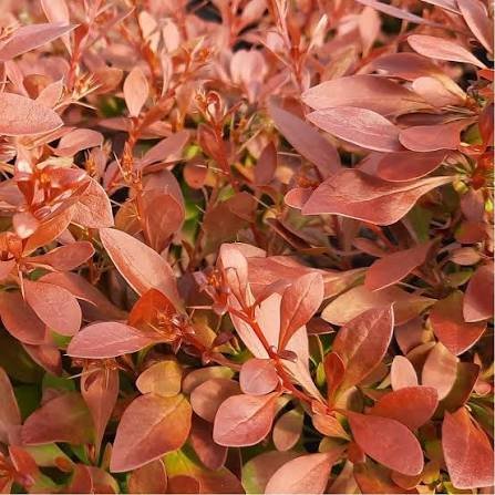 Japán borbolya (Berberis thunbergii 'Coral')
