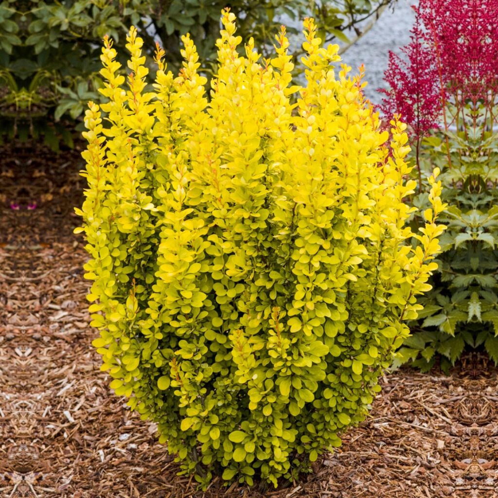 Japán borbolya (Berberis thunbergii 'Maria')