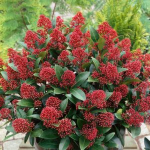 Japán dérbabér (Skimmia japonica 'Rubella')