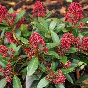 Japán dérbabér (Skimmia japonica 'Rubesta')