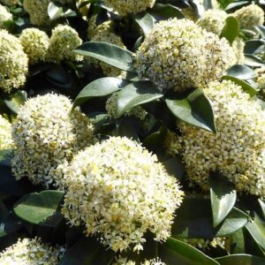 Japán dérbabér (Skimmia japonica 'White Globe')