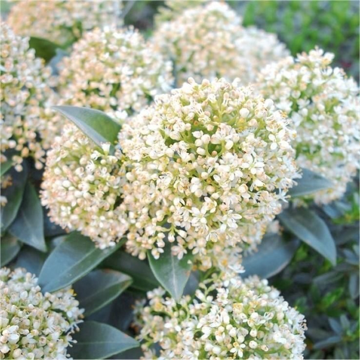 Japán dérbabér (Skimmia japonica 'White Globe')