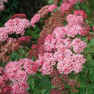 Japán gyöngyvessző (Spiraea bumalda 'Antony Waterer')