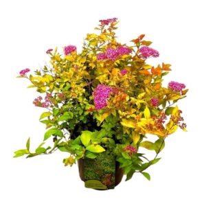 Japán gyöngyvessző (Spiraea japonica 'Golden Princess')