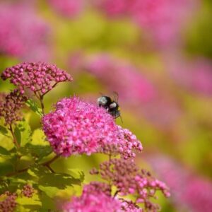 Japán gyöngyvessző (Spiraea japonica 'Golden Princess')
