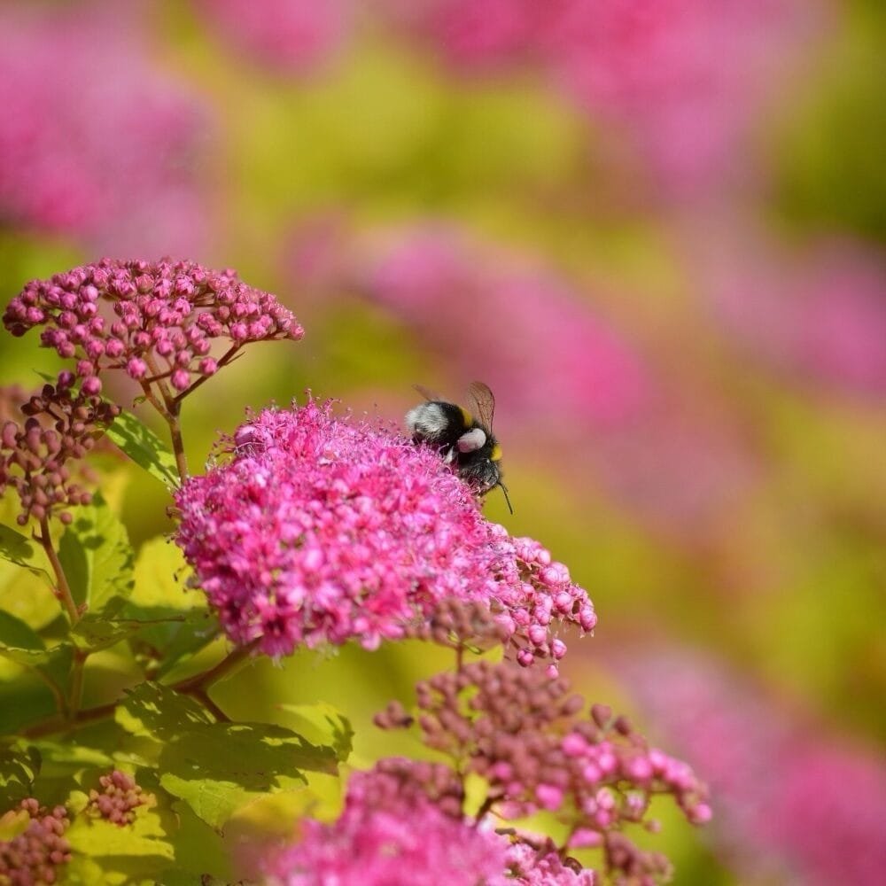 Japán gyöngyvessző (Spiraea japonica 'Golden Princess')