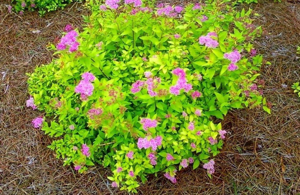 Japán gyöngyvessző (Spiraea japonica 'Goldmound')