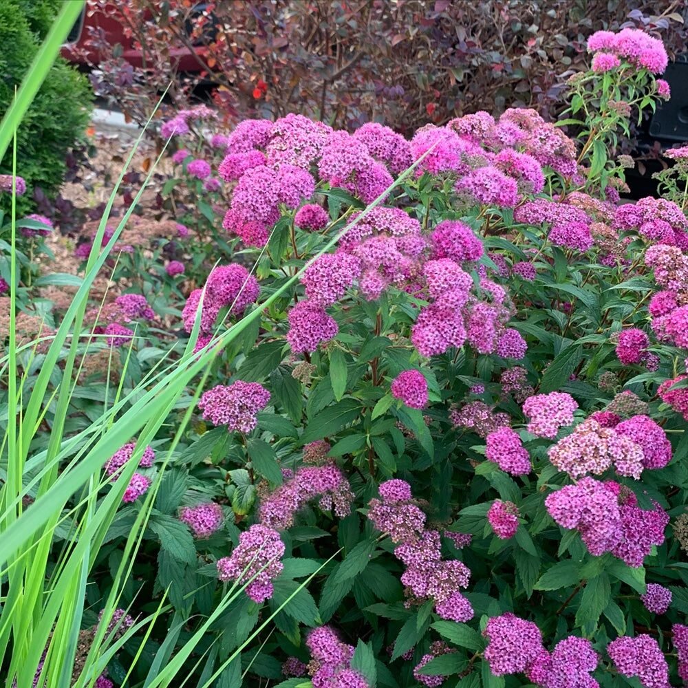 Japán gyöngyvessző (Spiraea japonica 'Little Princess')