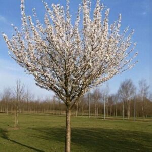 Japán hegyicsersznye (Prunus incisa 'Umineko')