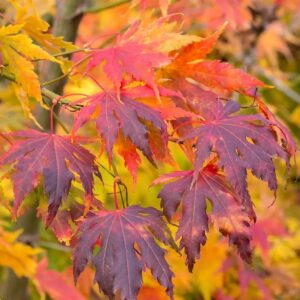 Japán juhar (Acer 'Arctic Jade')