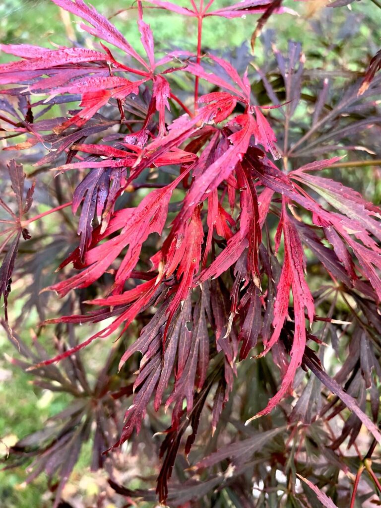 Japán juhar (Acer palmatum 'Lionheart')