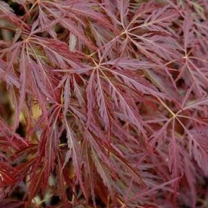 Japán juhar (Acer palmatum 'Pendulum Julian')