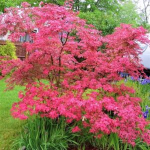 Japán juhar (Acer palmatum 'Shirazz')
