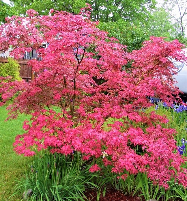 Japán juhar (Acer palmatum 'Shirazz')