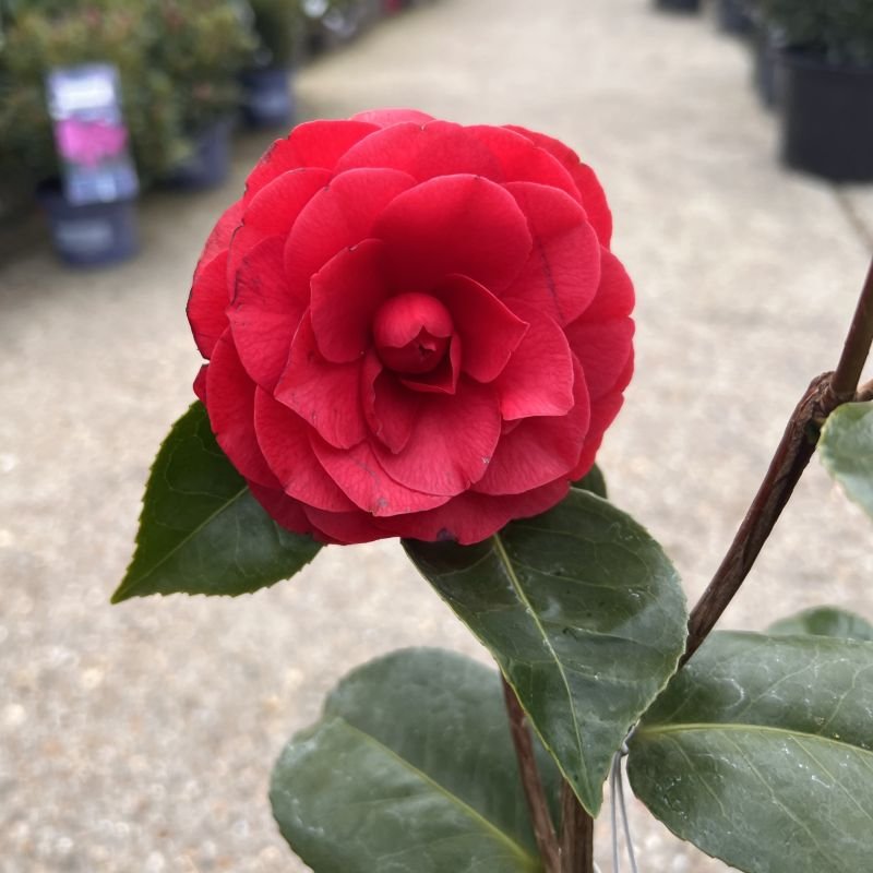 Japán kamélia (Camellia japonica 'Roger Hall')