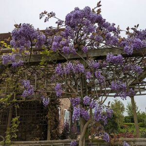 Japán lilaakác (Wisteria brachybotrys 'Okayama')