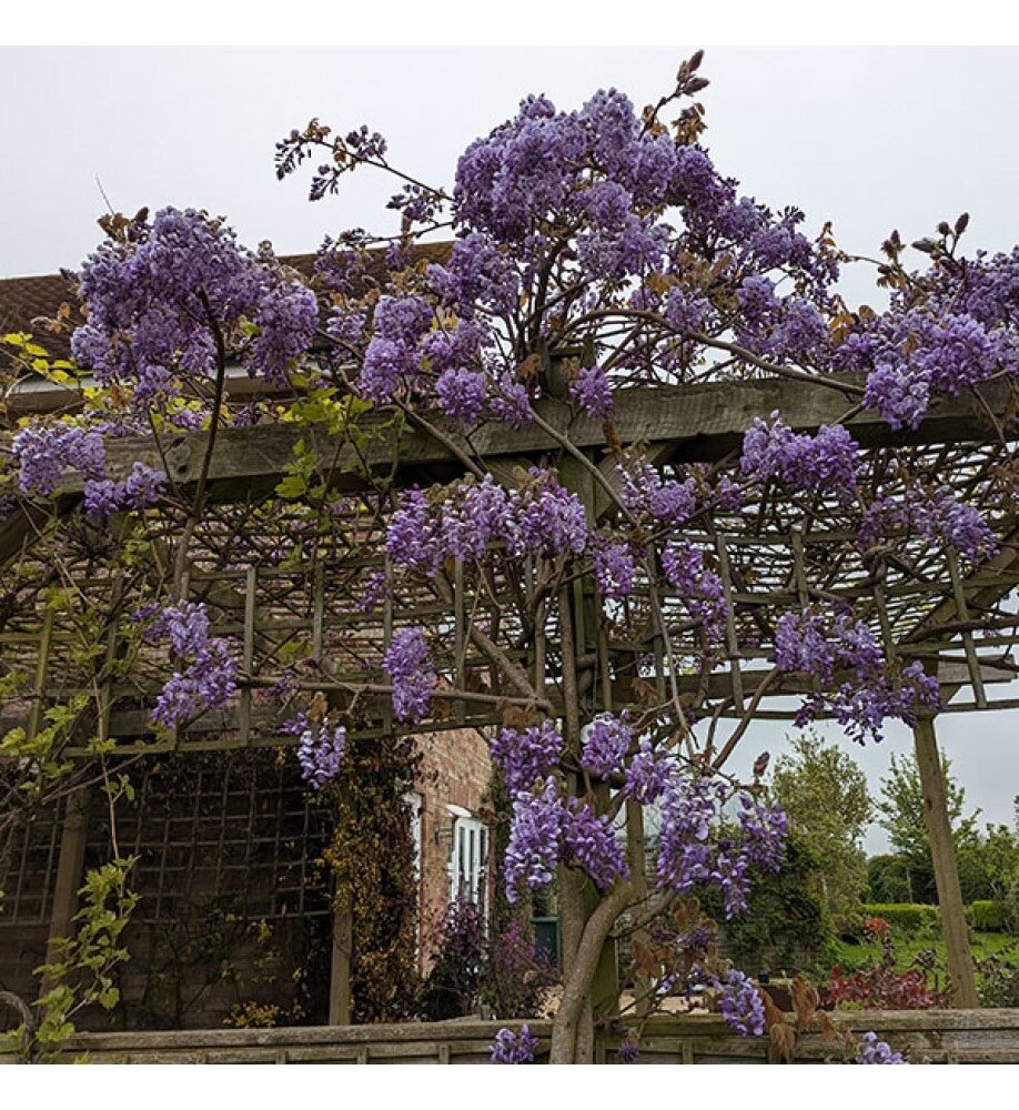 Japán lilaakác (Wisteria brachybotrys 'Okayama')