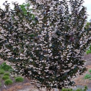 Japán sztirax (Styrax japonica 'Evening Light')