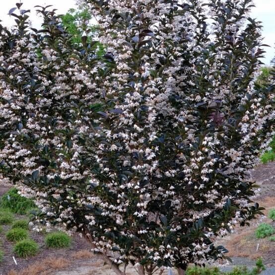 Japán sztirax (Styrax japonica 'Evening Light')