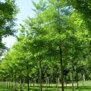 Japánakác (Sophora japonica 'Regent')