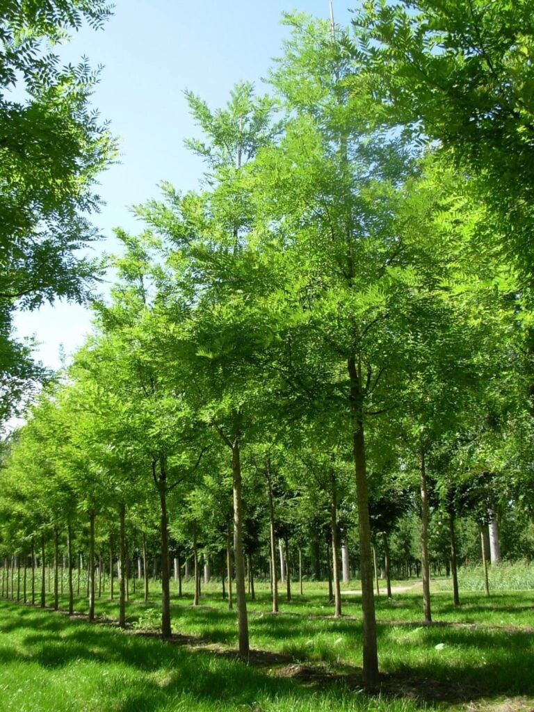 Japánakác (Sophora japonica 'Regent')