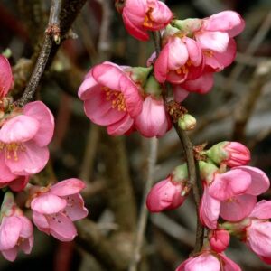 Japánbirs (Chaenomeles superba 'Pink Lady')