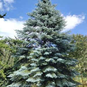 Jegenyefenyő (Abies concolor)