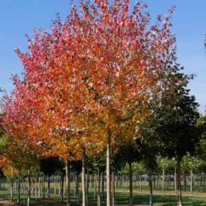 Juhar (Acer freemanii 'Sienna')