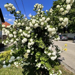 Kányabangita (Viburnum opulus)