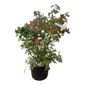 Kányabangita (Viburnum opulus 'Compactum')