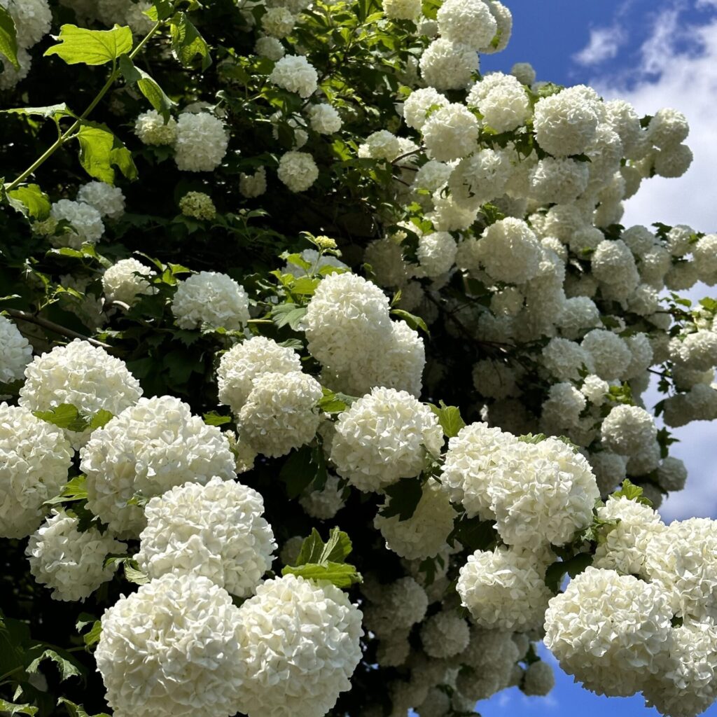 Kányabangita (Viburnum opulus 'Compactum')
