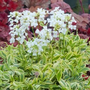 Kaukázusi ikravirág (Arabis ferdinandi-coburgii 'Old Gold')