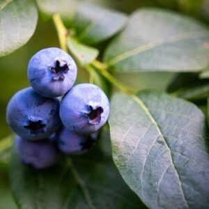Kék áfonya (Vaccinium corymbosum 'Bluecrop')