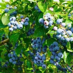 Kék áfonya (Vaccinium corymbosum 'Duke')