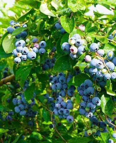 Kék áfonya (Vaccinium corymbosum 'Duke')
