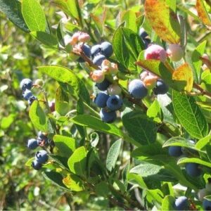 Kék áfonya (Vaccinium corymbosum 'Goldtraube 71')