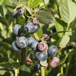 Kék áfonya (Vaccinium corymbosum sp.)
